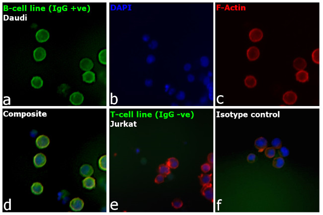 Human IgG Fc Cross-Adsorbed Secondary Antibody in Immunocytochemistry (ICC/IF)