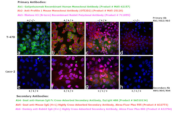 Human IgG Fc Cross-Adsorbed Secondary Antibody