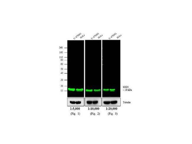 Mouse IgG (H+L) Cross-Adsorbed Secondary Antibody in Western Blot (WB)