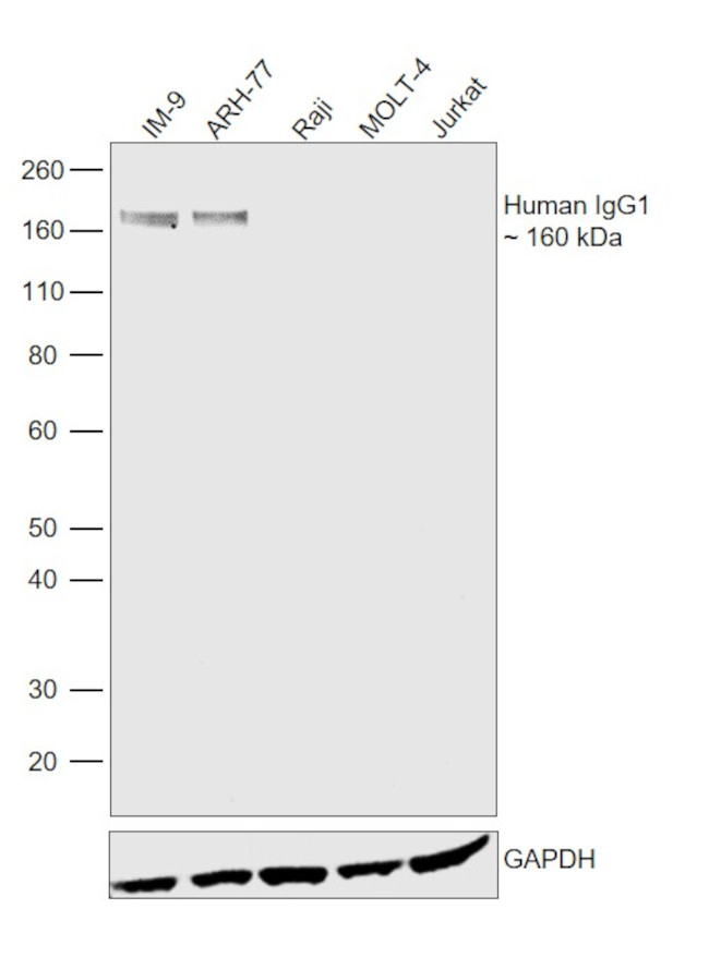 Human IgG1 Secondary Antibody