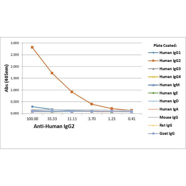 Human IgG2 Secondary Antibody in ELISA (ELISA)