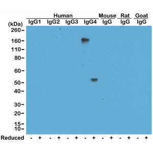 Human IgG4 Secondary Antibody in Western Blot (WB)