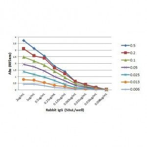 Rabbit IgG Fab Secondary Antibody in ELISA (ELISA)