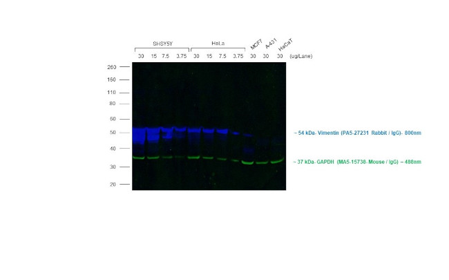 Rabbit IgG (H+L) Secondary Antibody in Western Blot (WB)