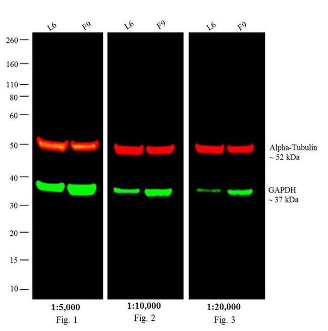 Rat IgG (H+L) Cross-Adsorbed Secondary Antibody in Western Blot (WB)