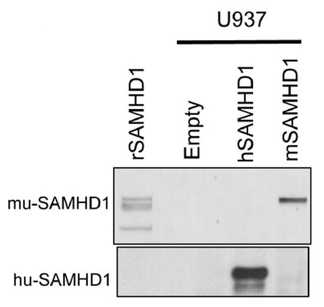 SAMHD1 Antibody in Western Blot (WB)