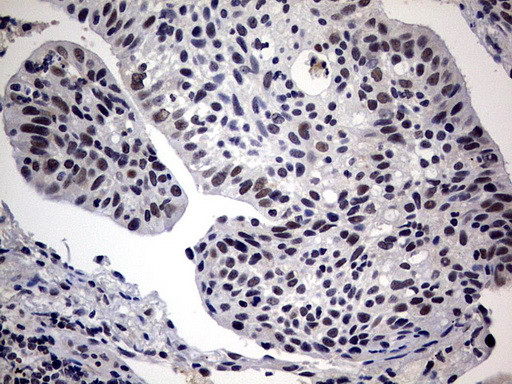 SAP30BP Antibody in Immunohistochemistry (Paraffin) (IHC (P))