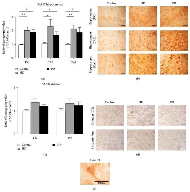 SAP97 Antibody in Immunohistochemistry - Free Floating (IHC (Free))