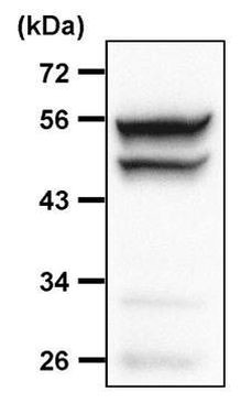 JNK2 Antibody in Immunoprecipitation (IP)