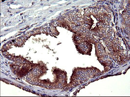 SCAMP2 Antibody in Immunohistochemistry (Paraffin) (IHC (P))