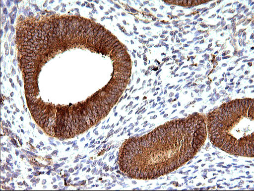 SCAMP2 Antibody in Immunohistochemistry (Paraffin) (IHC (P))