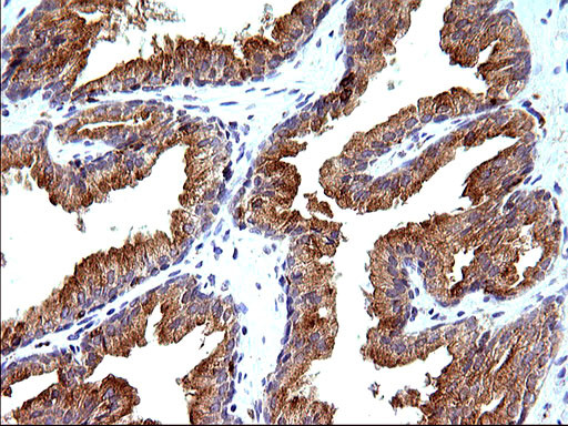 SCAMP2 Antibody in Immunohistochemistry (Paraffin) (IHC (P))