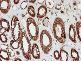 SCFD1 Antibody in Immunohistochemistry (Paraffin) (IHC (P))