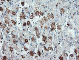 SDCBP Antibody in Immunohistochemistry (Paraffin) (IHC (P))