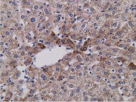 SDR9C7 Antibody in Immunohistochemistry (Paraffin) (IHC (P))