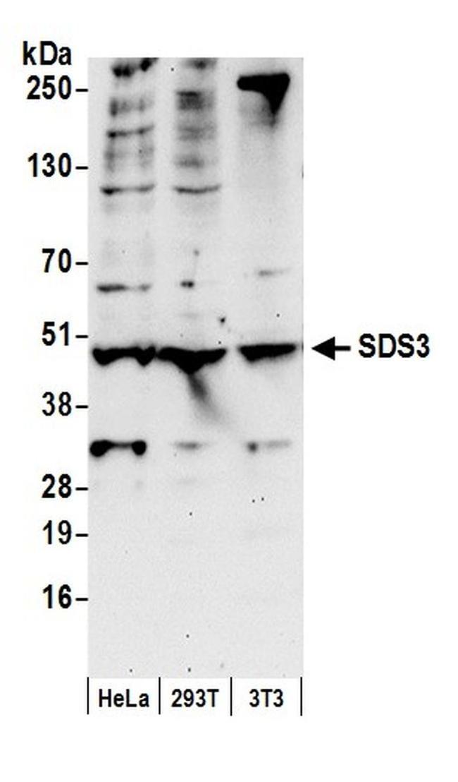 SDS3 Antibody in Western Blot (WB)