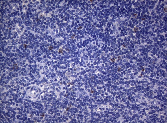 SEC14L1 Antibody in Immunohistochemistry (Paraffin) (IHC (P))