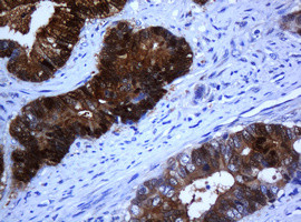 SELENBP1 Antibody in Immunohistochemistry (Paraffin) (IHC (P))