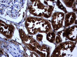 SELENBP1 Antibody in Immunohistochemistry (Paraffin) (IHC (P))