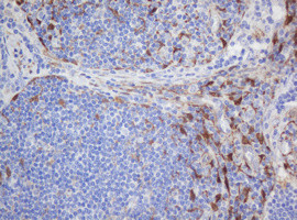 SELENBP1 Antibody in Immunohistochemistry (Paraffin) (IHC (P))