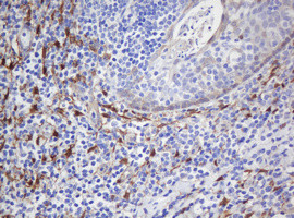 SELENBP1 Antibody in Immunohistochemistry (Paraffin) (IHC (P))