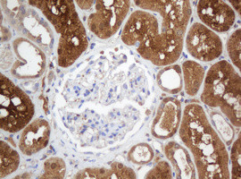 SELENBP1 Antibody in Immunohistochemistry (Paraffin) (IHC (P))