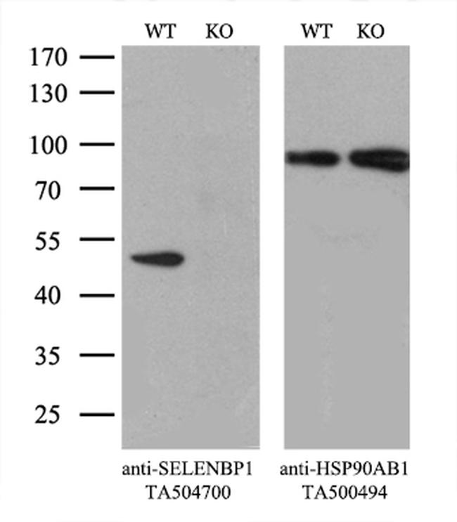 SELENBP1 Antibody in Western Blot (WB)