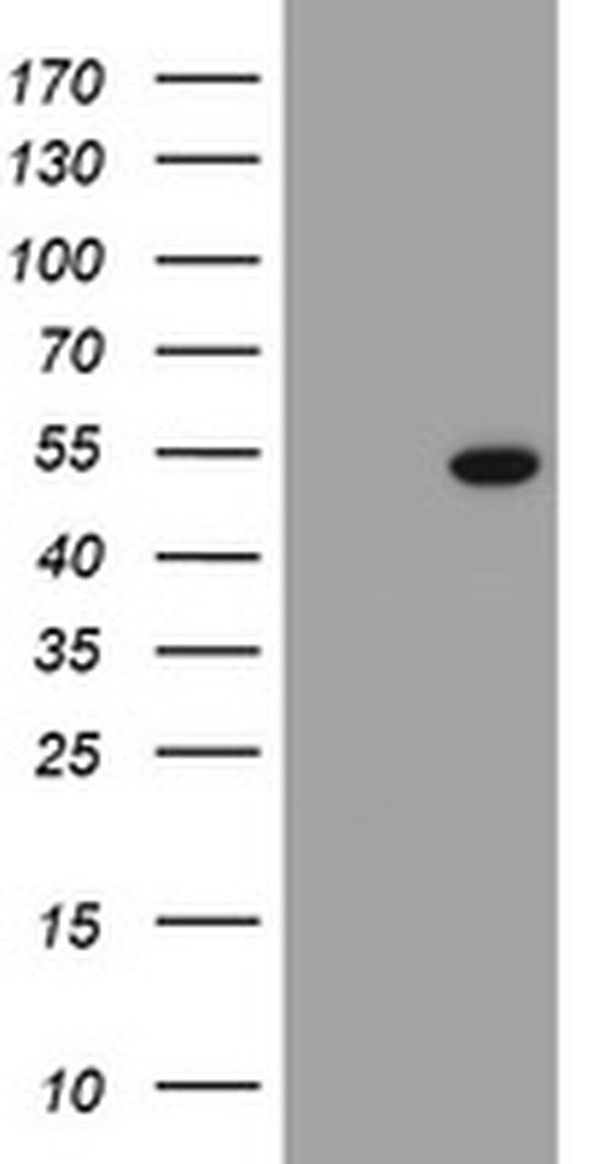 SELENBP1 Antibody in Western Blot (WB)