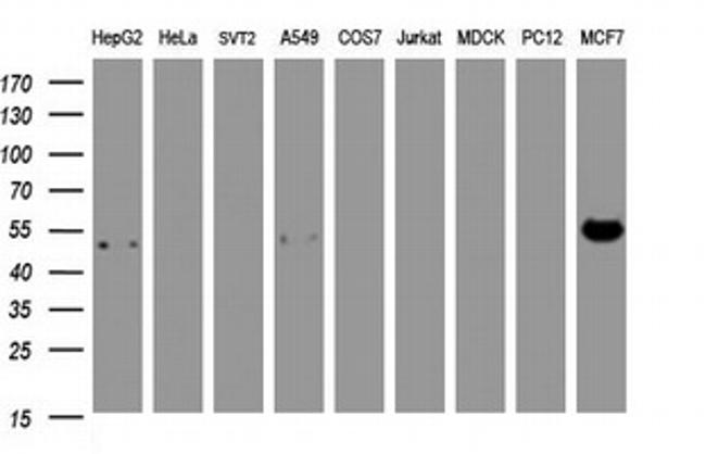 SELENBP1 Antibody in Western Blot (WB)