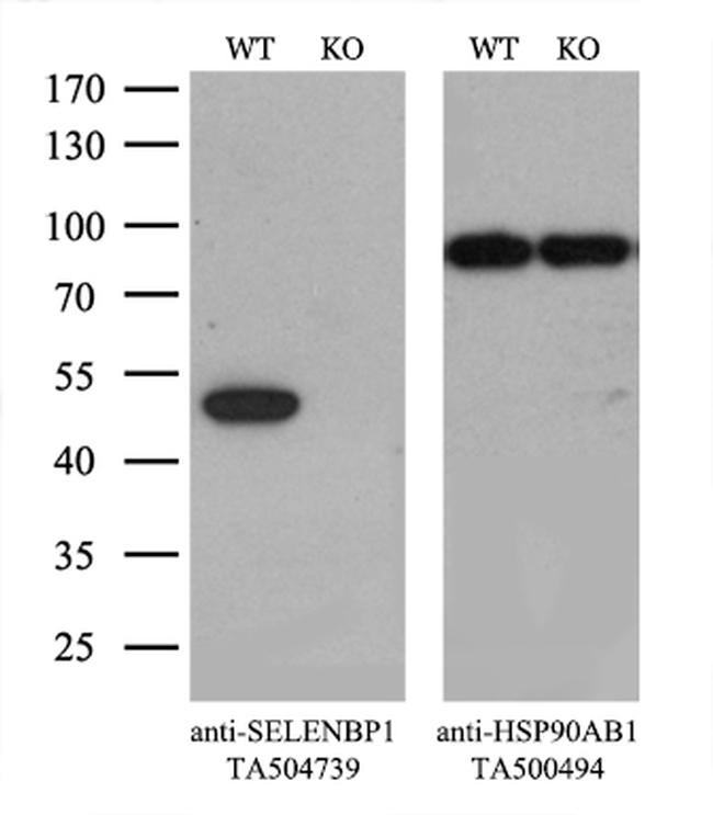 SELENBP1 Antibody in Western Blot (WB)