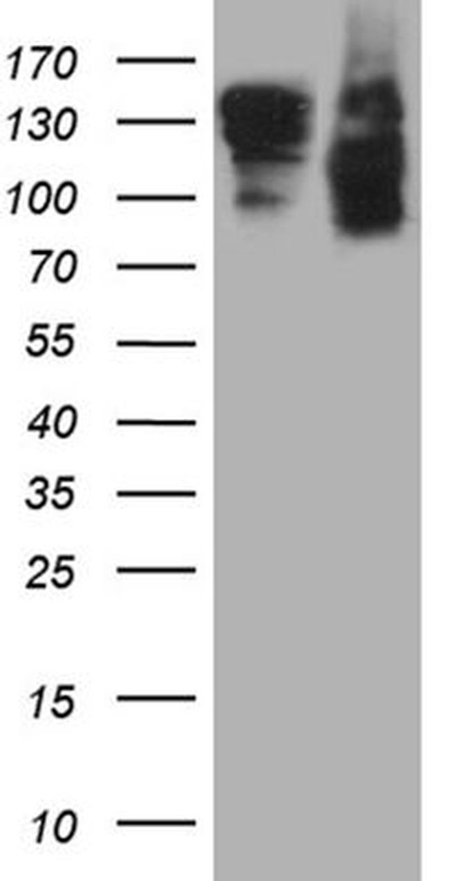 SEMA4D Antibody in Western Blot (WB)