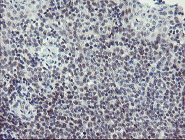 SENP2 Antibody in Immunohistochemistry (Paraffin) (IHC (P))