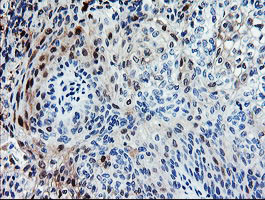 SENP2 Antibody in Immunohistochemistry (Paraffin) (IHC (P))