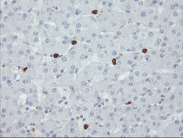 SENP2 Antibody in Immunohistochemistry (Paraffin) (IHC (P))