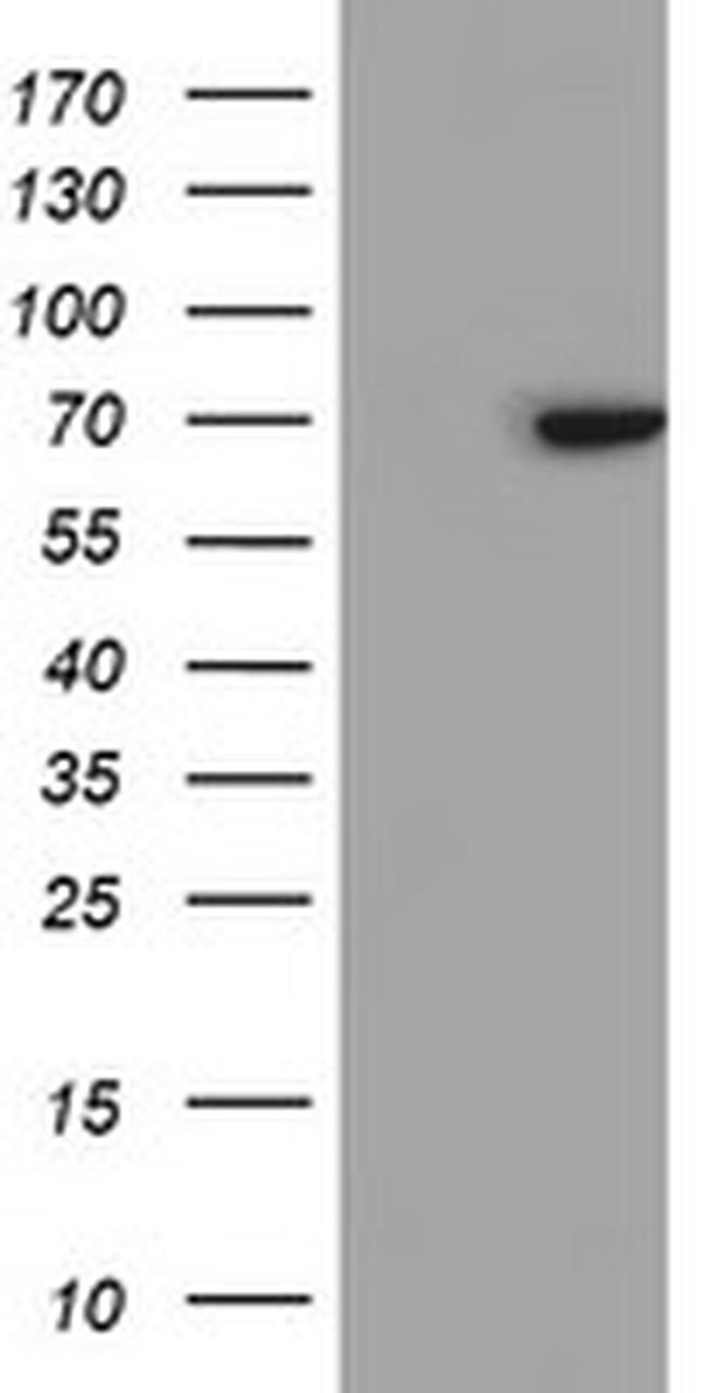 SENP2 Antibody in Western Blot (WB)