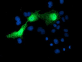 SERPINA5 Antibody in Immunocytochemistry (ICC/IF)