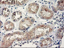 SERPINB13 Antibody in Immunohistochemistry (Paraffin) (IHC (P))