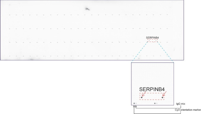 SERPINB4 Antibody in Peptide array (ARRAY)