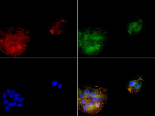 SERPINB4 Antibody in Immunocytochemistry (ICC/IF)