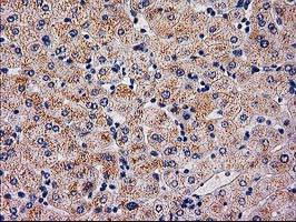 SERPINB4 Antibody in Immunohistochemistry (Paraffin) (IHC (P))