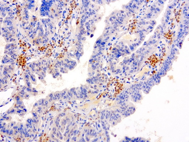 SERPINB4 Antibody in Immunohistochemistry (Paraffin) (IHC (P))