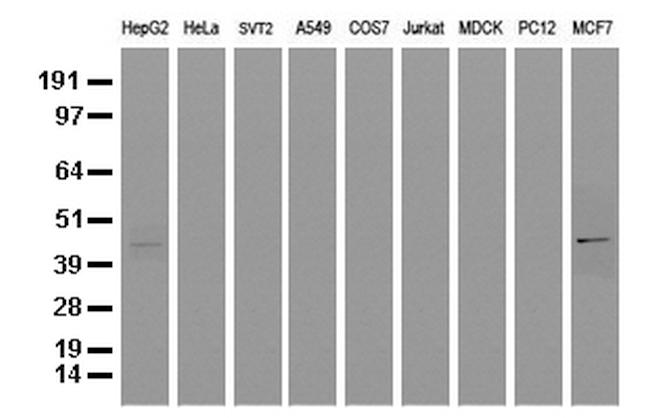 SERPINB4 Antibody in Western Blot (WB)