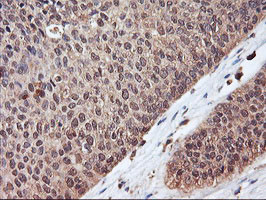 SERPINB6 Antibody in Immunohistochemistry (Paraffin) (IHC (P))