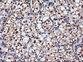 SERPINB6 Antibody in Immunohistochemistry (Paraffin) (IHC (P))