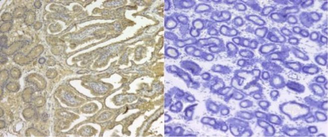 SERPINE2 Antibody in Immunohistochemistry (Paraffin) (IHC (P))