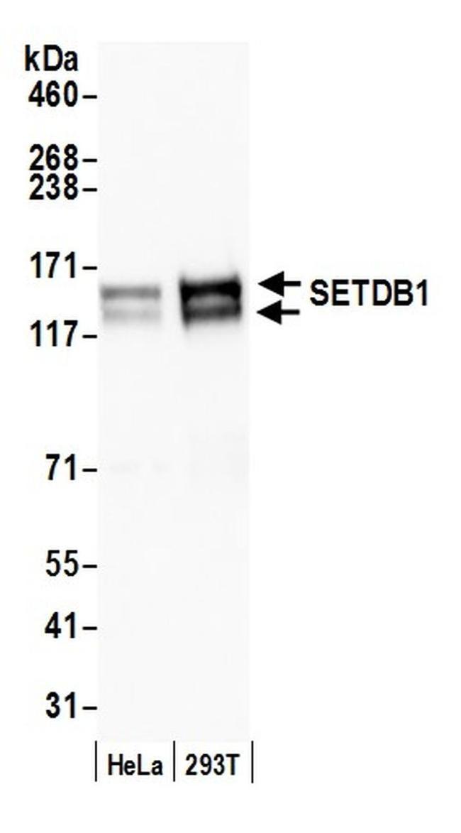 SETDB1 Antibody in Western Blot (WB)