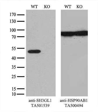 SH3GL1 Antibody
