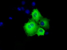 SHC1 Antibody in Immunocytochemistry (ICC/IF)