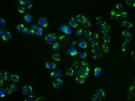 SHC1 Antibody in Immunocytochemistry (ICC/IF)