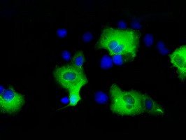 SHC1 Antibody in Immunocytochemistry (ICC/IF)